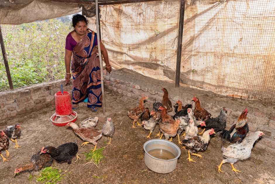 Woman farmer in sari feeding chickens inside a rural coop in Nagpur, India.