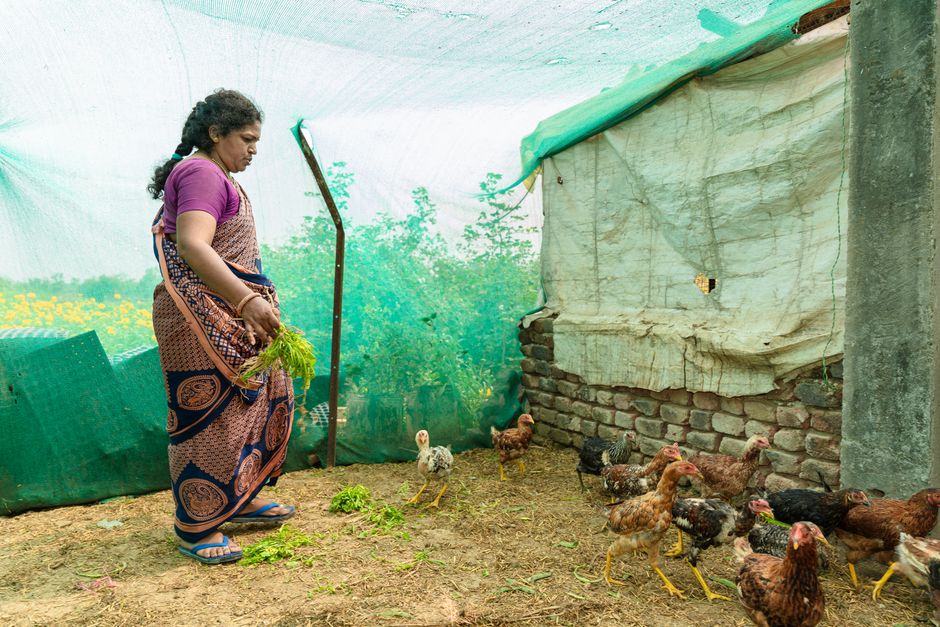 A woman feeding chickens inside a farm enclosure in rural India.