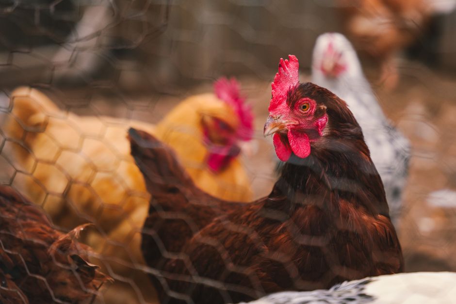 Colorful hens inside a fenced chicken coop on a farm.