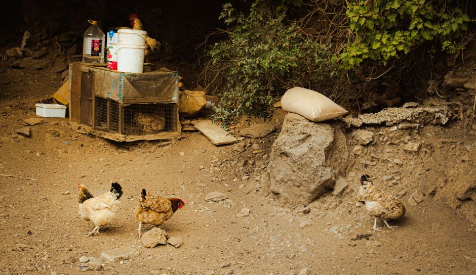 A rustic chicken coop with wandering hens in a rural outdoor setting, showcasing farm life.