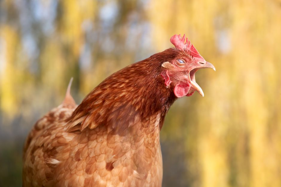 Close-up of a hen crowing expressively in natural light, highlighting its vibrant feathers.