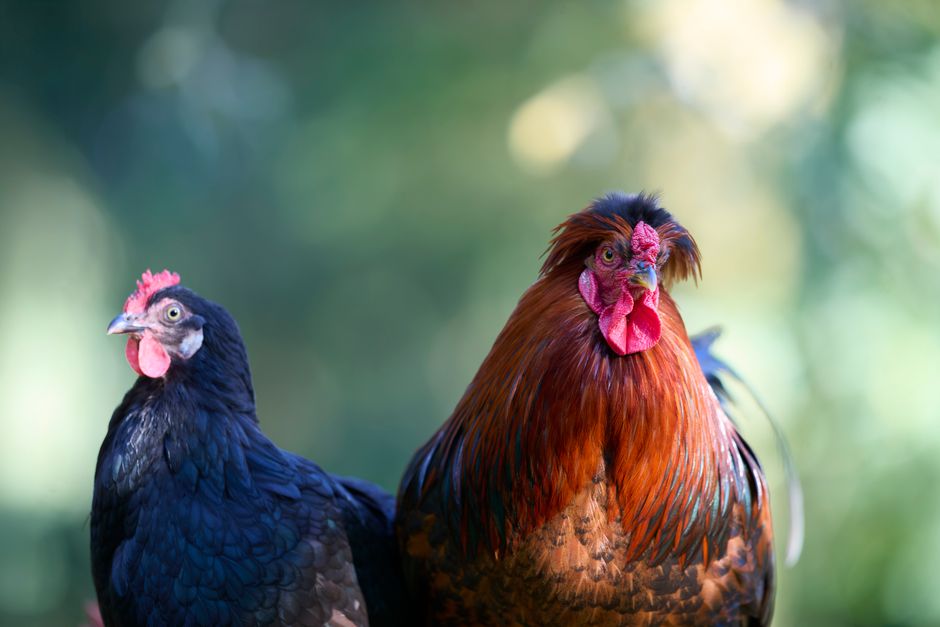 Vibrant image of a rooster and hen standing in a natural, outdoor farm environment.