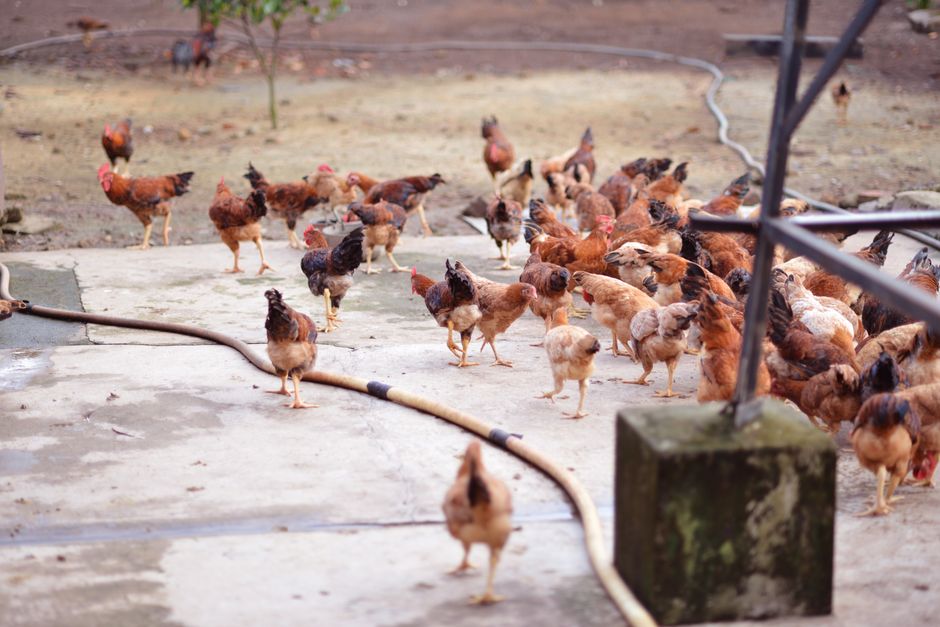 A large flock of chickens pecking on a concrete surface outdoors in a farm setting.